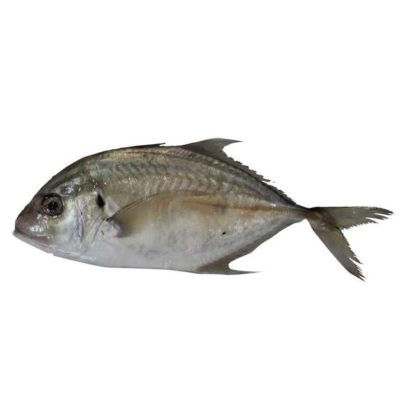 supplier ikan kuwe