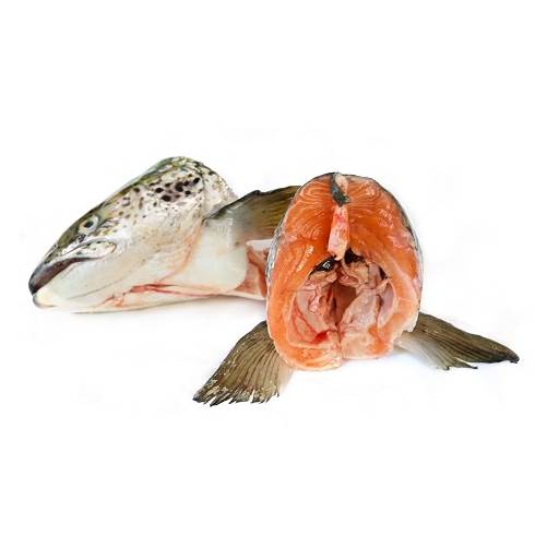supplier kepala ikan salmon